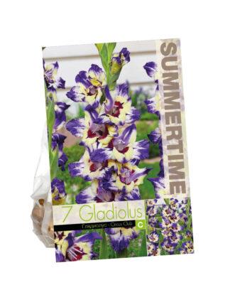 Gladiolus Circus Club