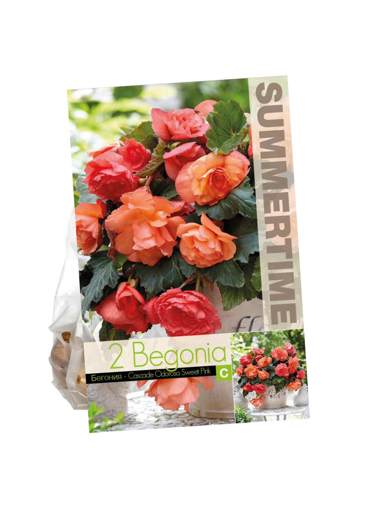 Begonia Cascade Odorosa Sweet Pink