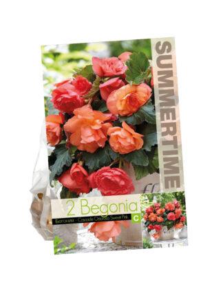 Begonia Cascade Odorosa Sweet Pink