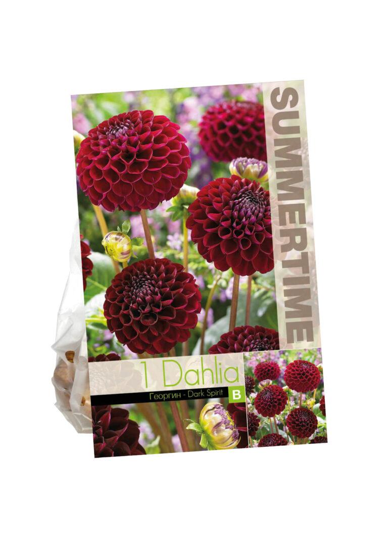 Dahlia Dark Spirit