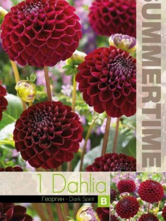 Dahlia Dark Spirit