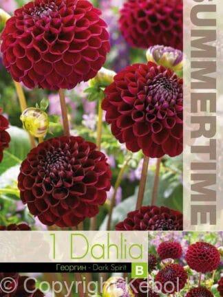 Dahlia Dark Spirit