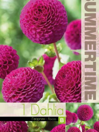 Dahlia Rocco - RB