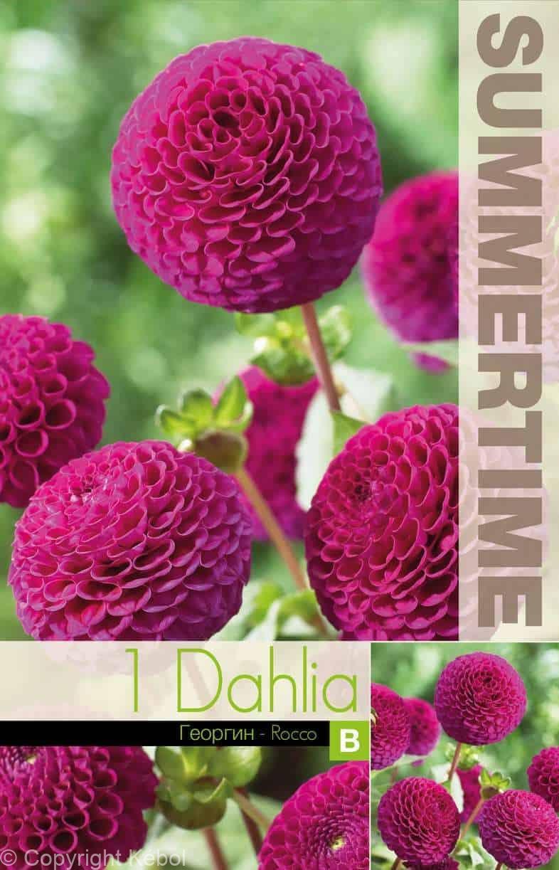 Dahlia Rocco - RB