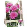 Dahlia Bluesette