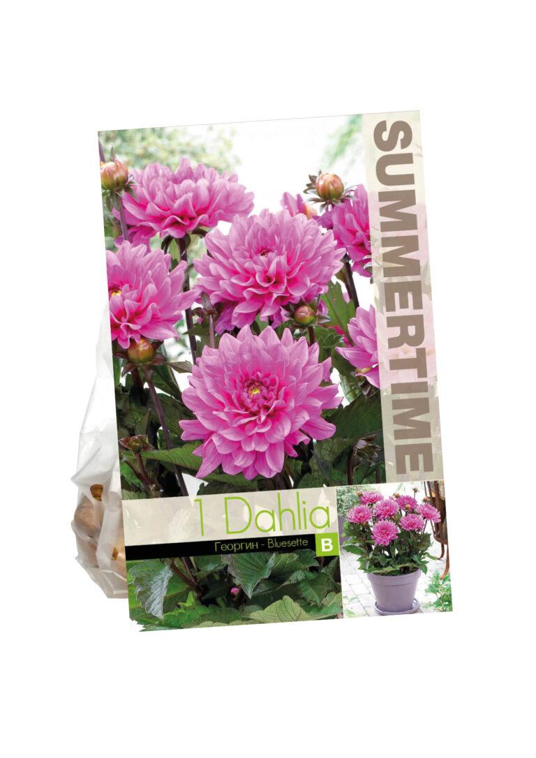 Dahlia Bluesette
