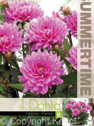 Dahlia Bluesette