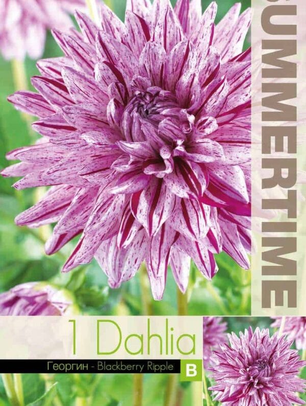Dahlia Blackberry Ripple