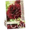 Dahlia Black Touch