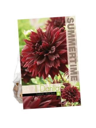 Dahlia Black Touch