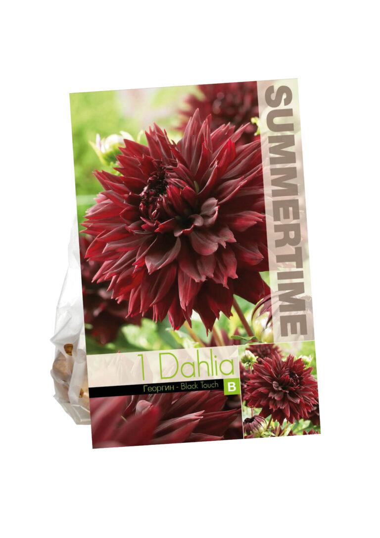 Dahlia Black Touch