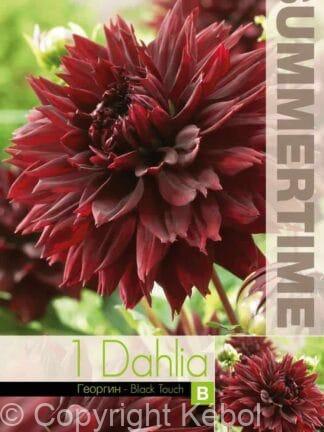 Dahlia Black Touch