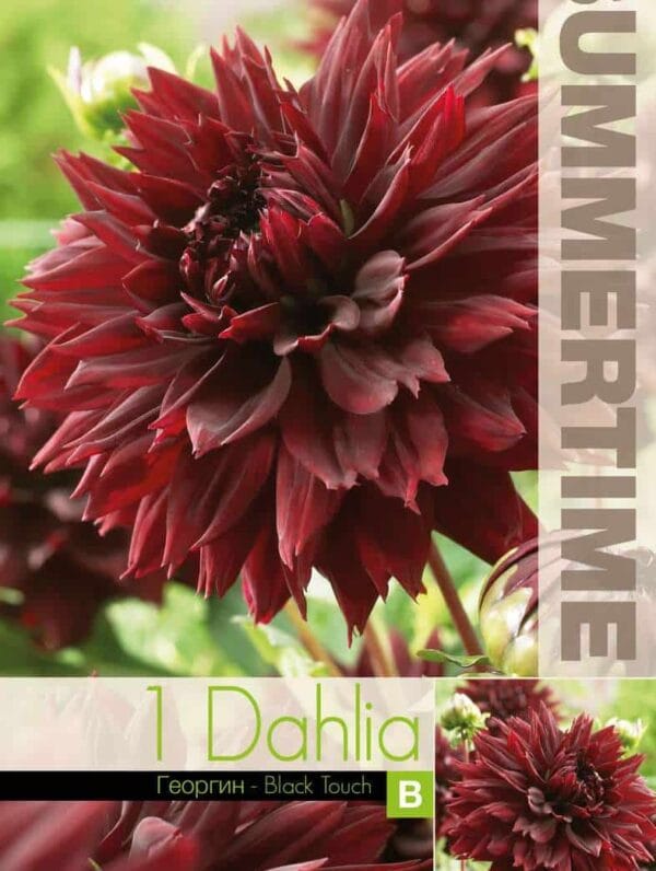 Dahlia Black Touch