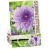 Dahlia Blue Boy