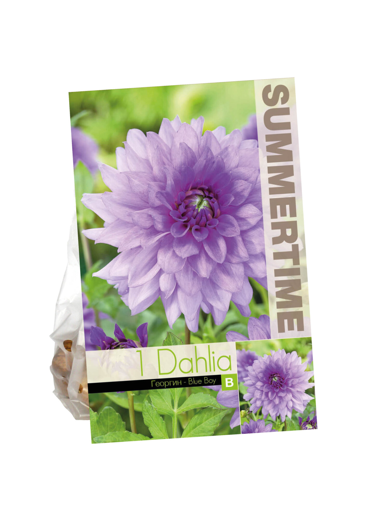 Dahlia Blue Boy