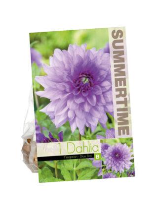 Dahlia Blue Boy