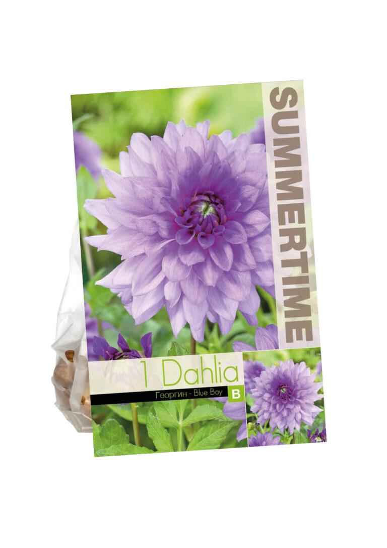 Dahlia Blue Boy