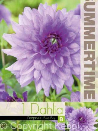 Dahlia Blue Boy