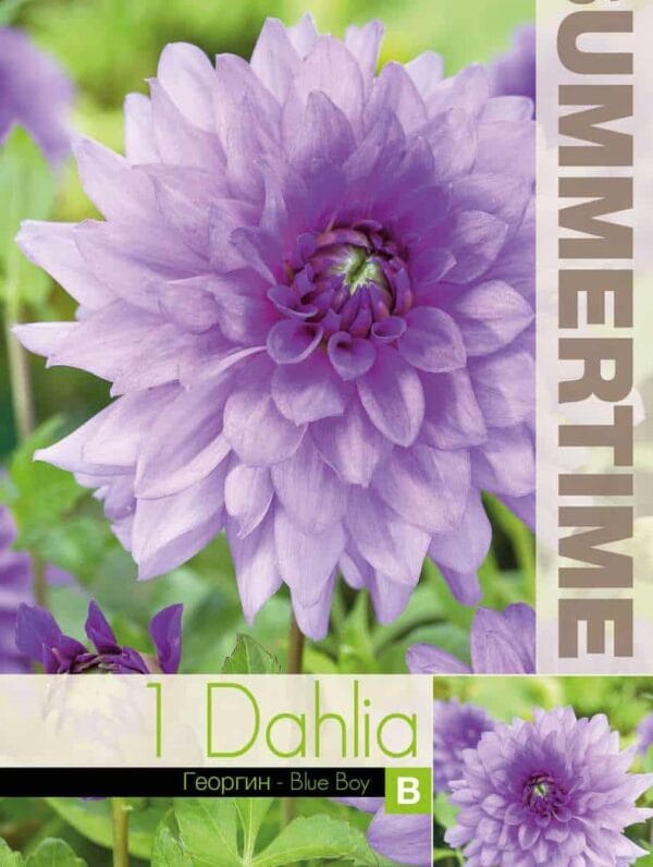 Dahlia Blue Boy