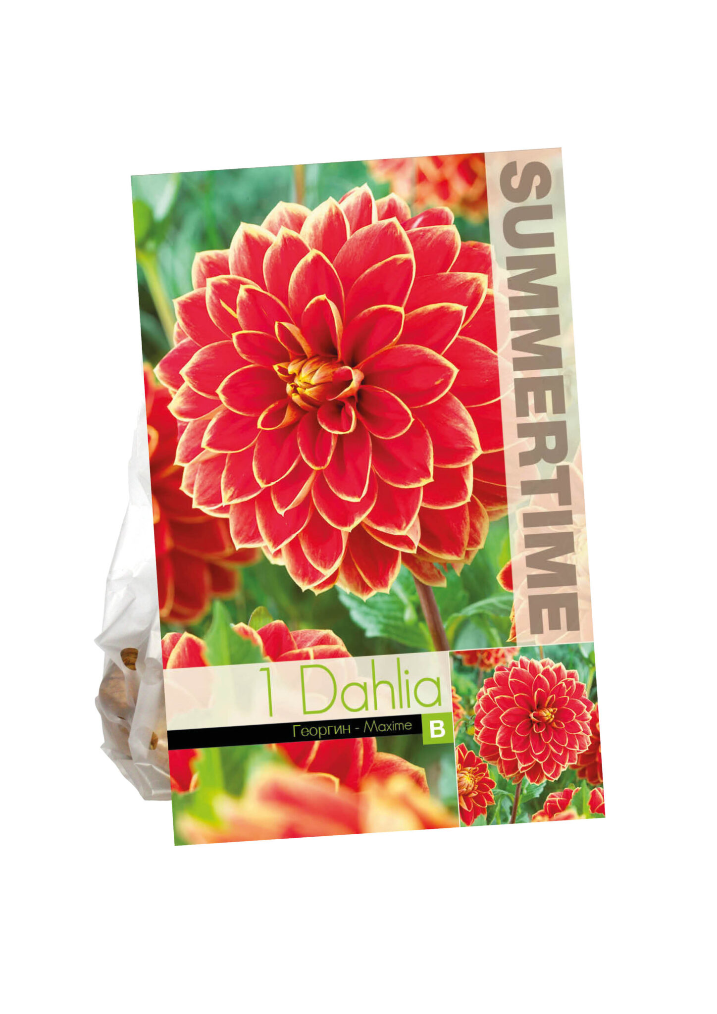 Dahlia Maxime