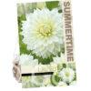 Dahlia Snowcountry
