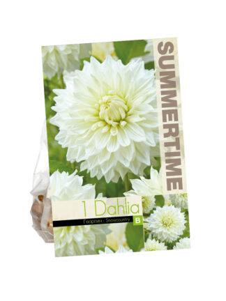 Dahlia Snowcountry