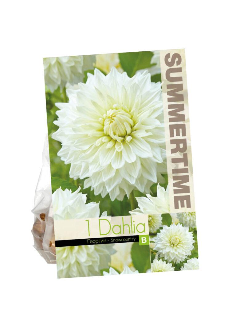 Dahlia Snowcountry