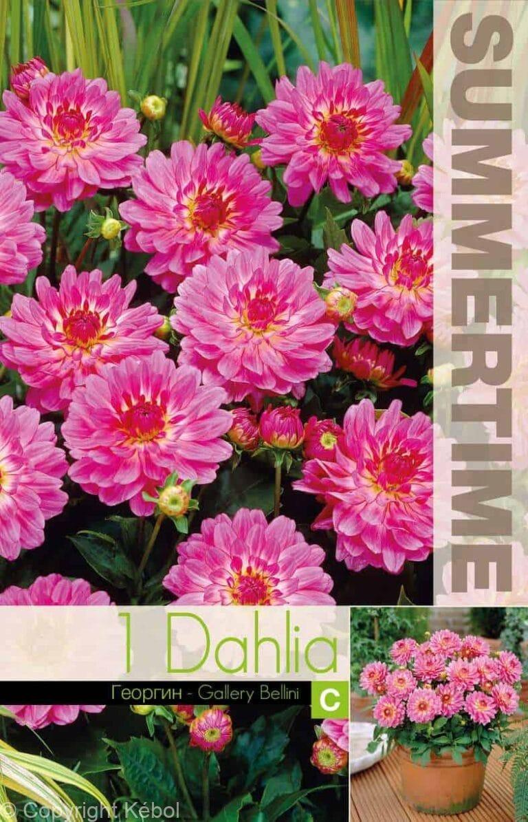 Dahlia Gallery Bellini