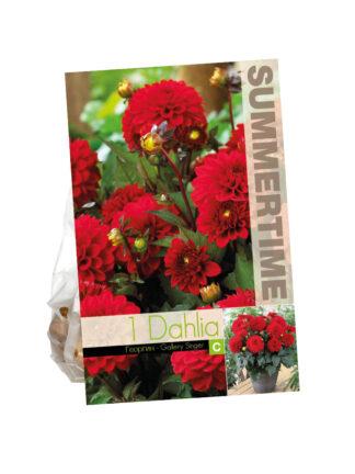 Dahlia Gallery Singer