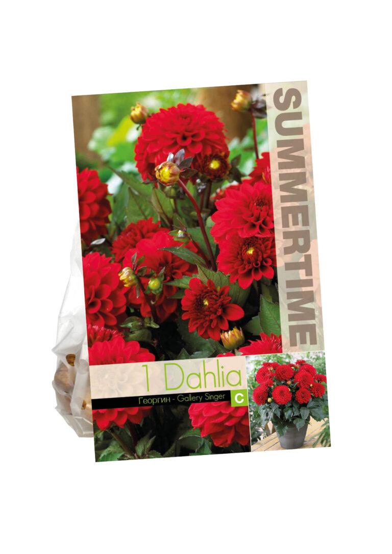 Dahlia Gallery Singer