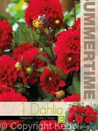 Dahlia Gallery Singer