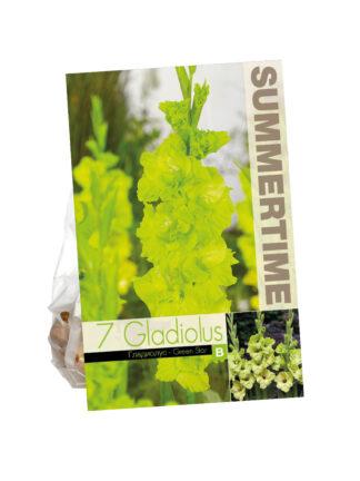 Gladiolus Green Star