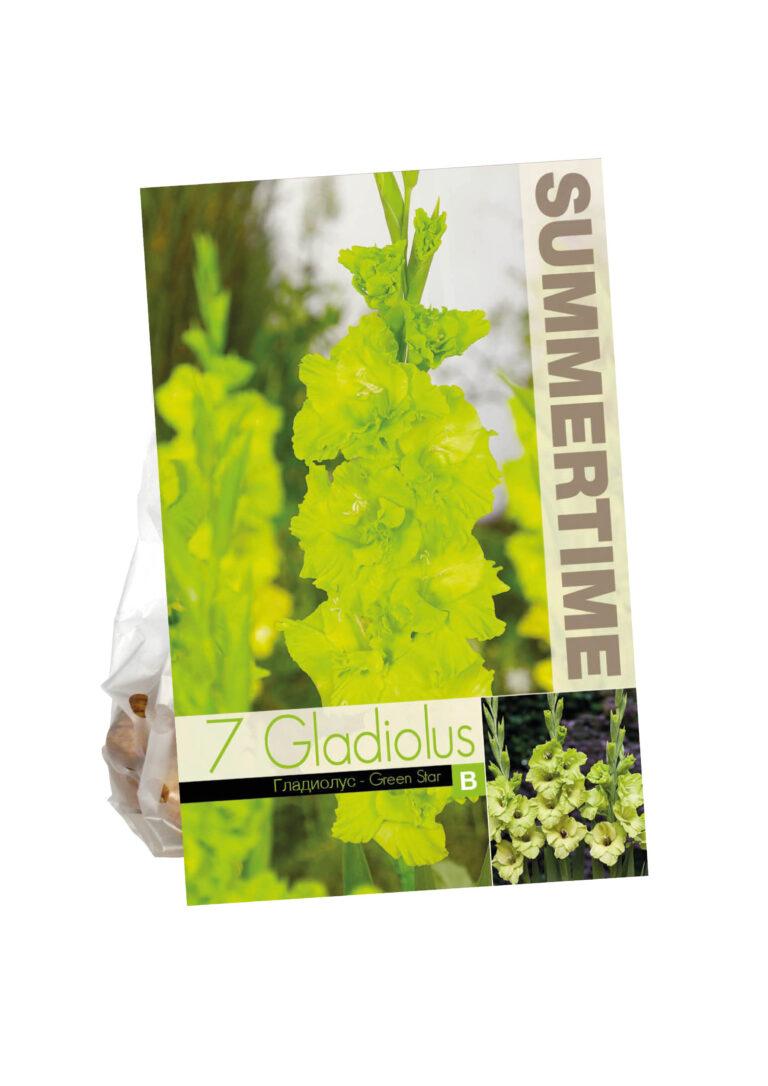 Gladiolus Green Star
