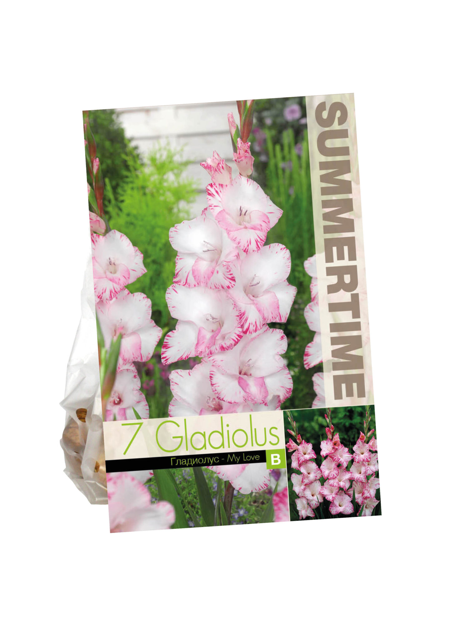 Gladiolus My Love
