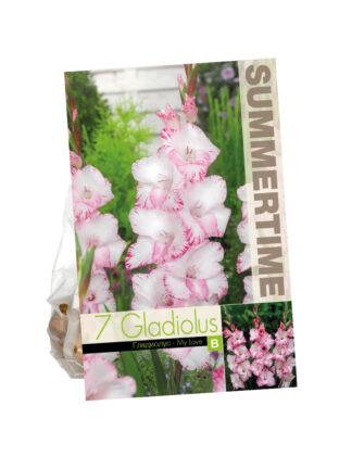 Gladiolus My Love