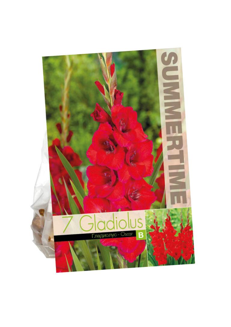 Gladiolus Oscar