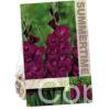 Gladiolus Plum Tart