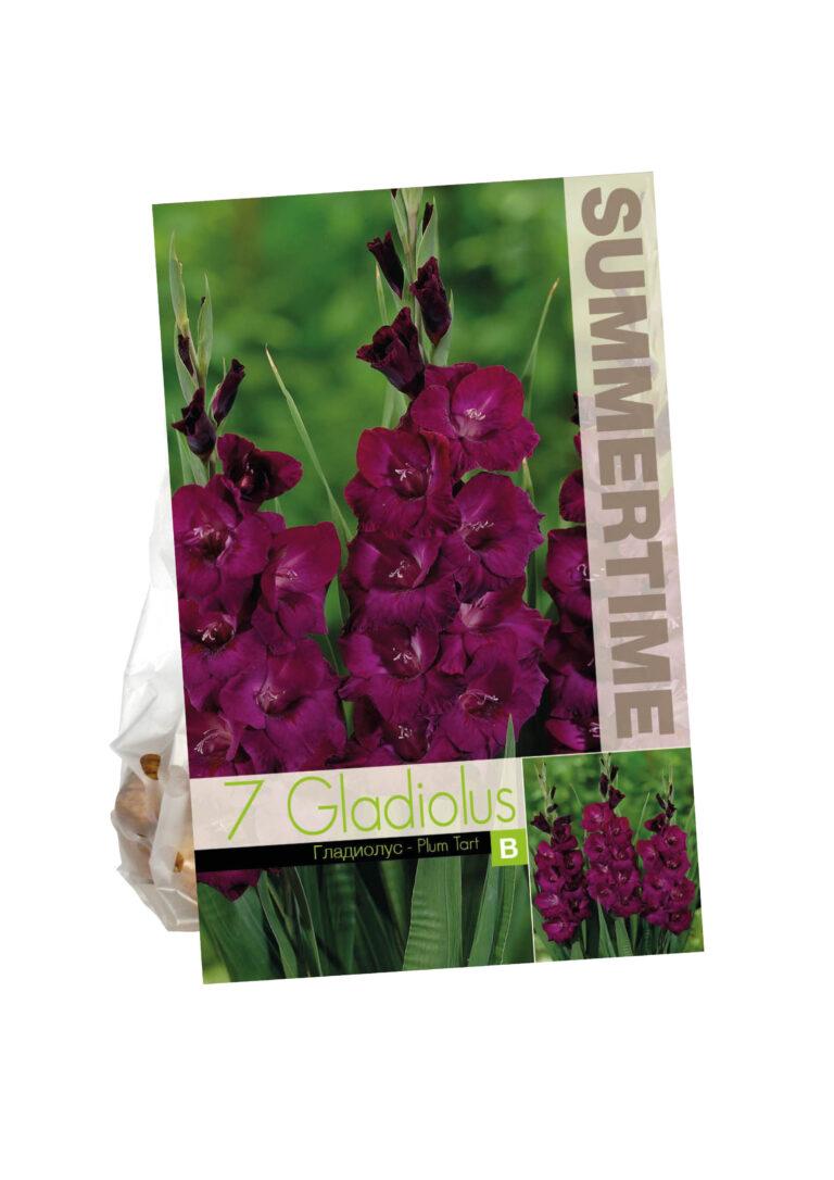 Gladiolus Plum Tart