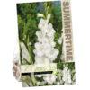 Gladiolus White Prosperity