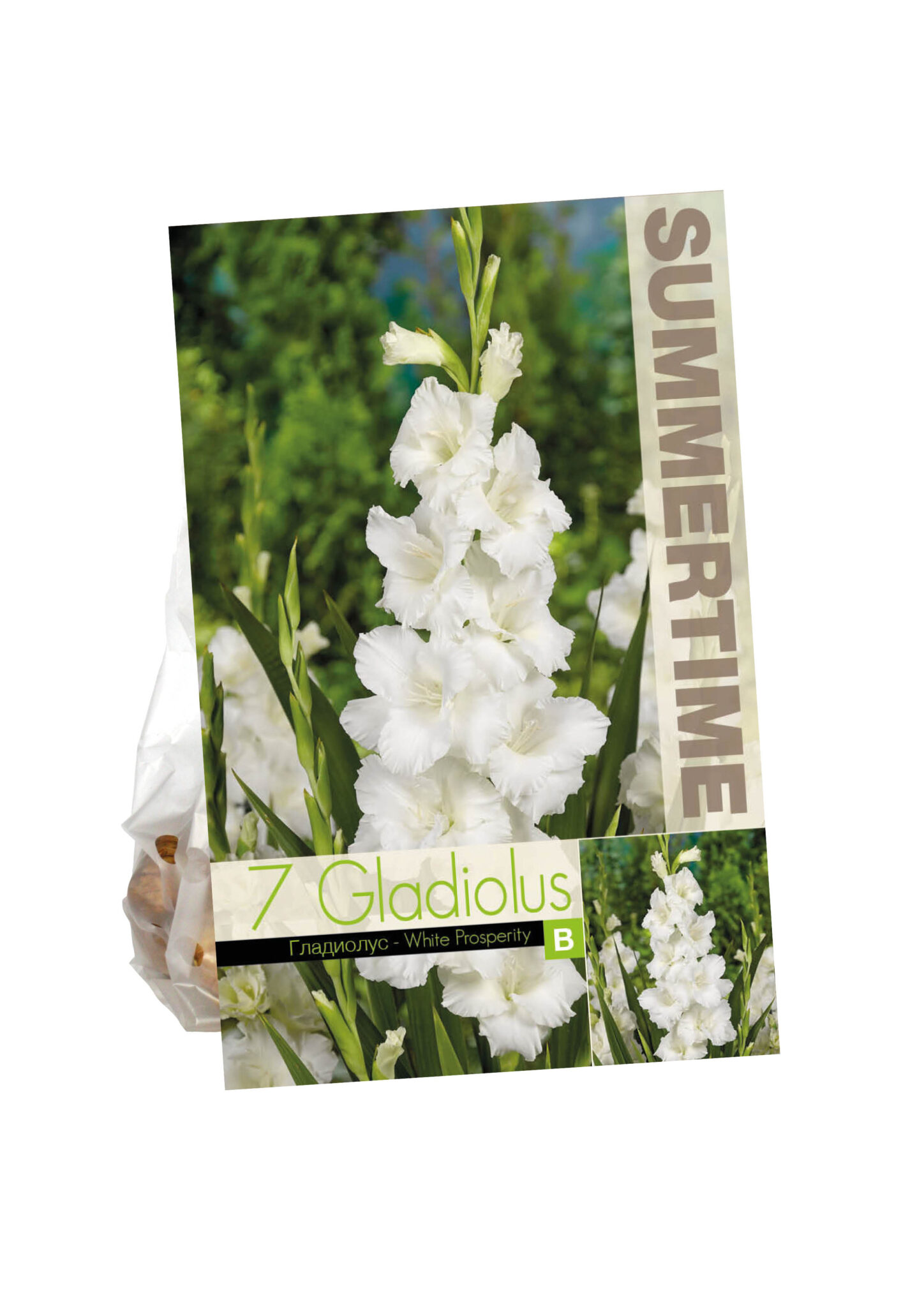 Gladiolus White Prosperity