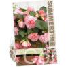 Begonia Cascade Florence