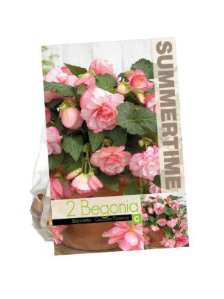 Begonia Cascade Florence