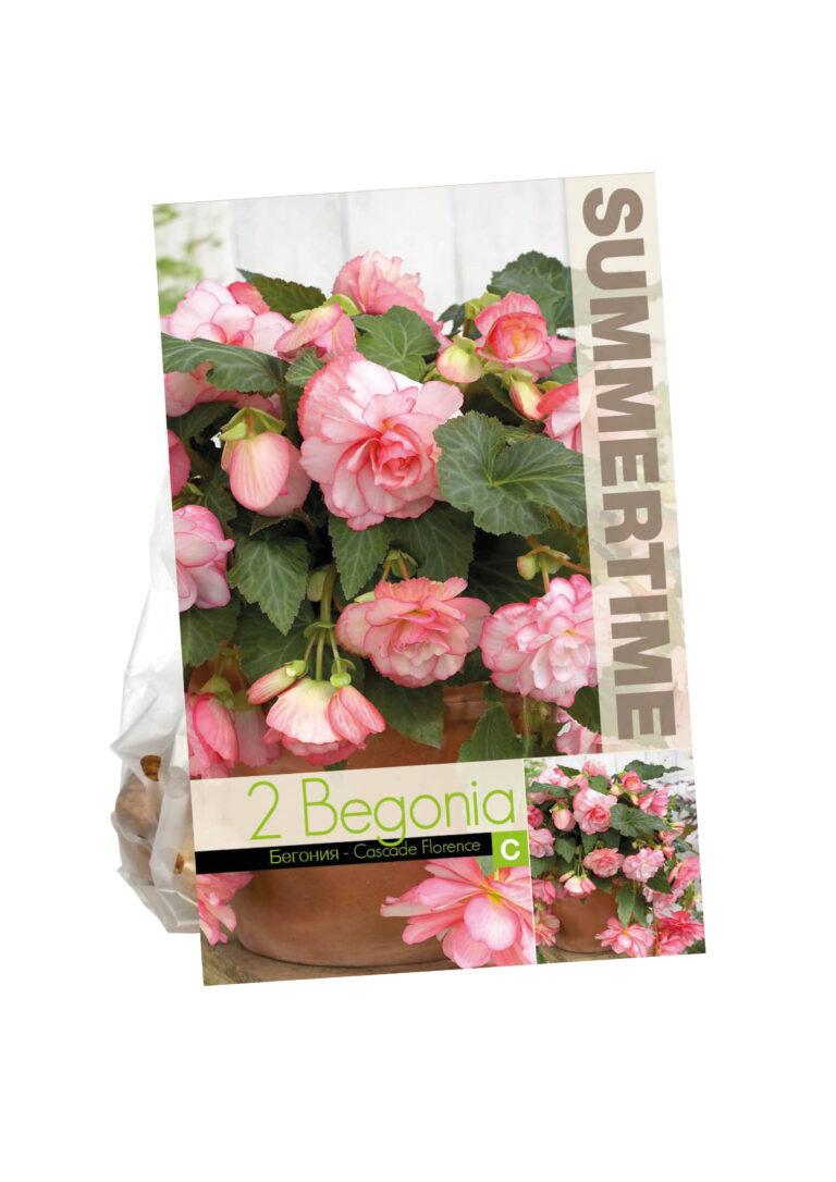Begonia Cascade Florence