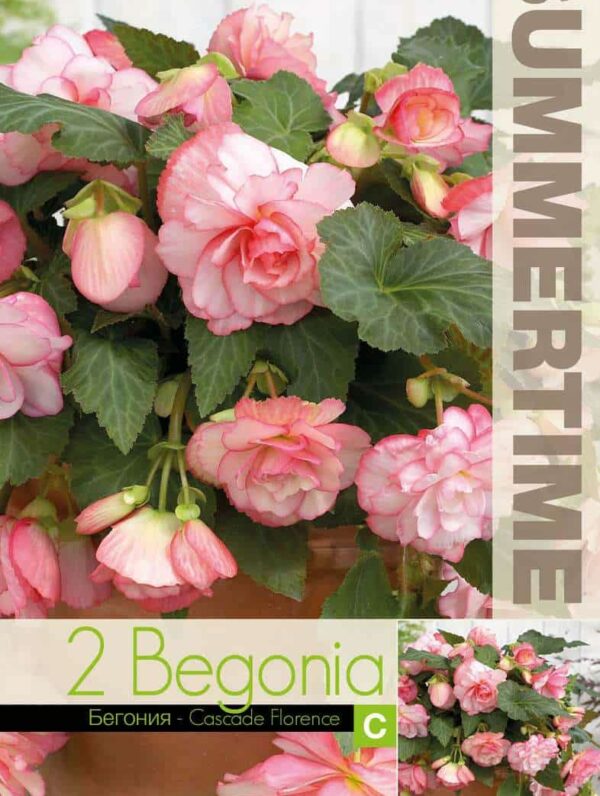 Begonia Cascade Florence