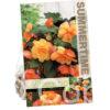 Begonia Cascade Sunray