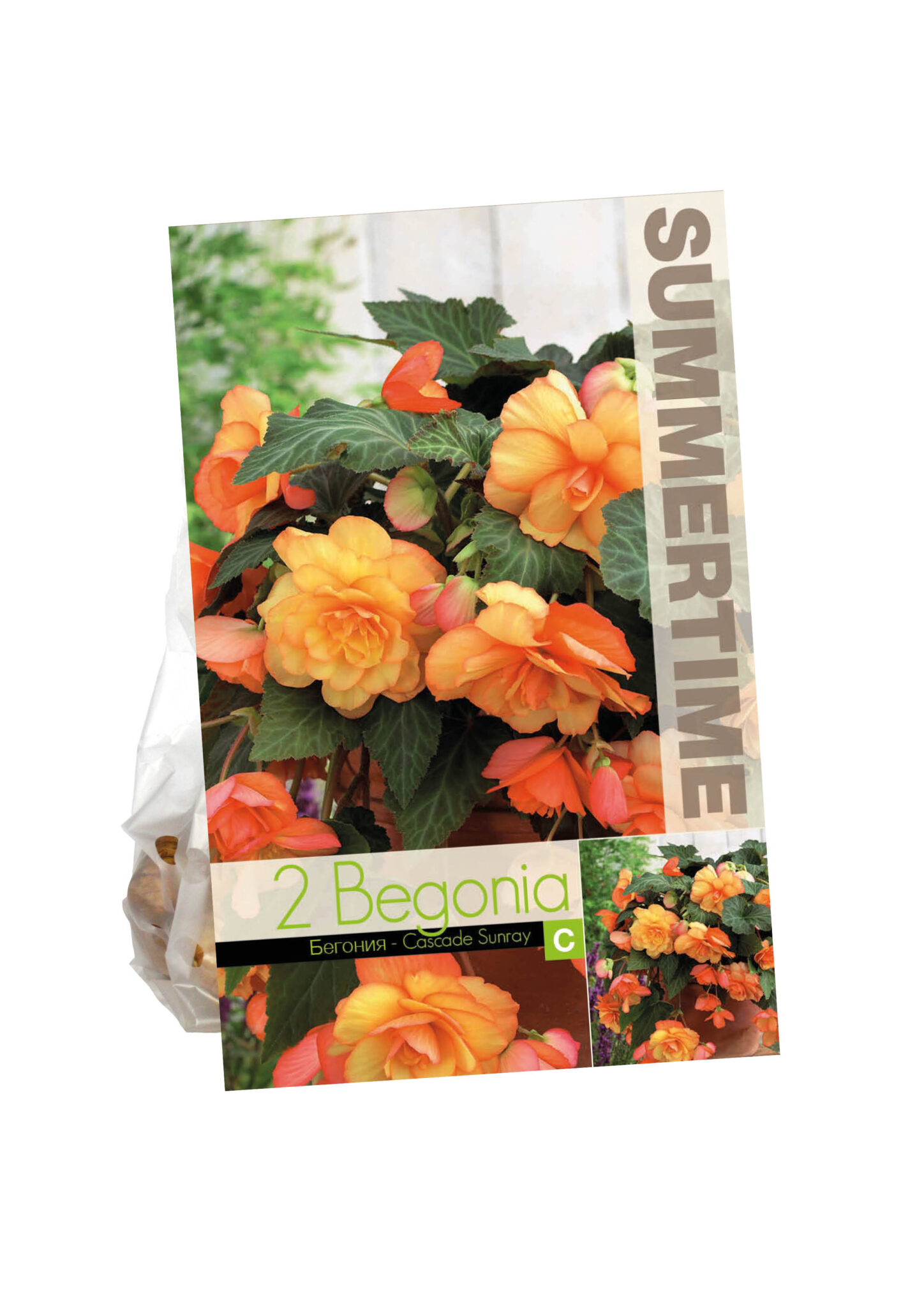 Begonia Cascade Sunray