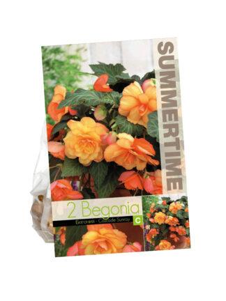 Begonia Cascade Sunray