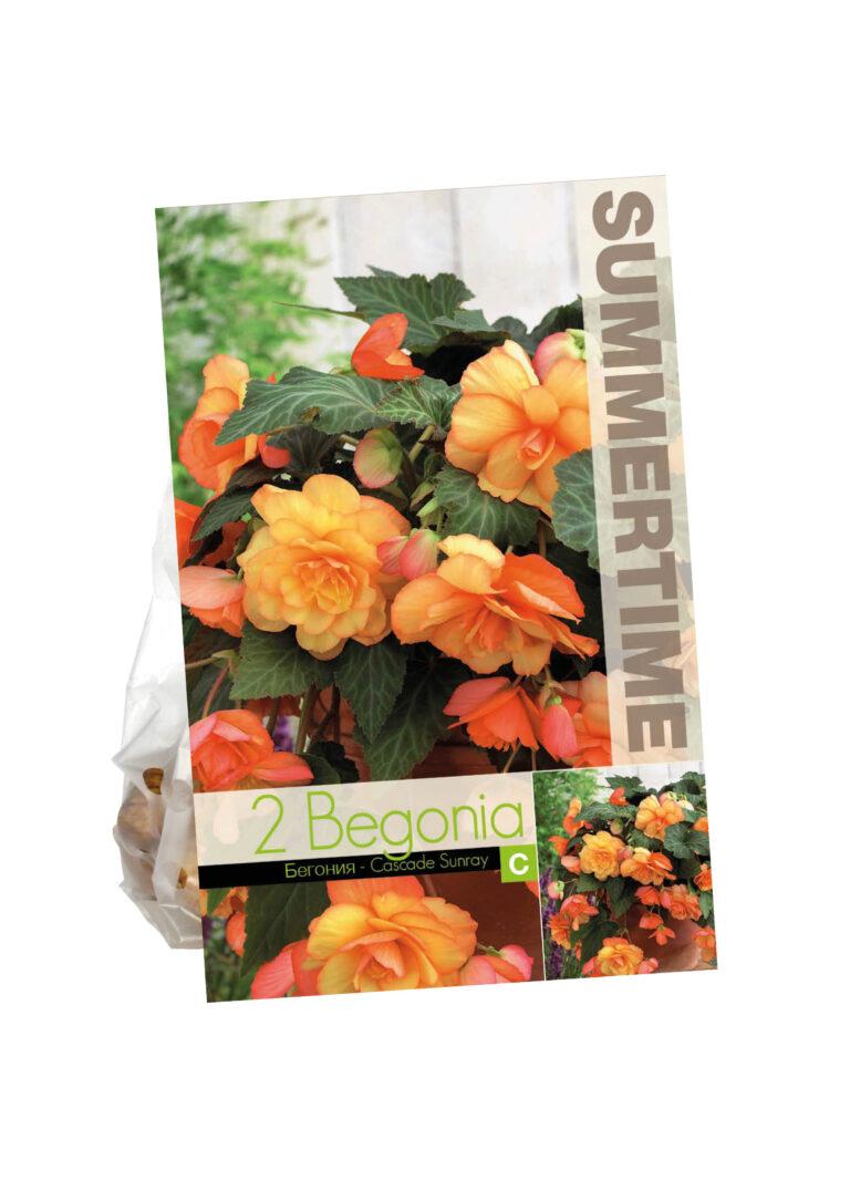 Begonia Cascade Sunray