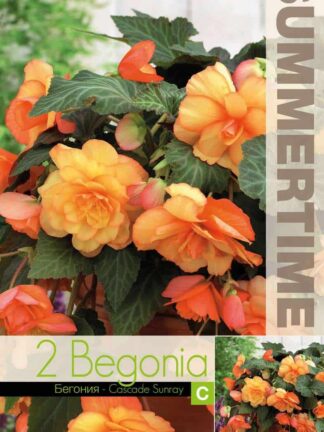Begonia Cascade Sunray