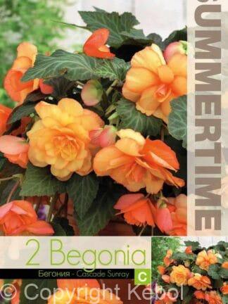 Begonia Cascade Sunray